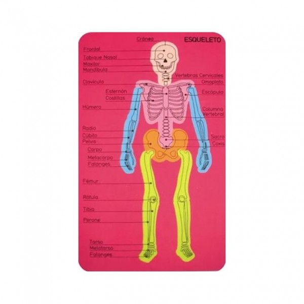 ENCASTRE ESQUELETO DE GOMA...